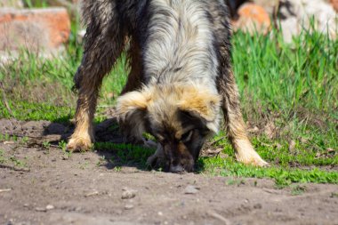Açık havada başıboş bir köpek