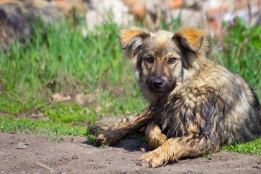 Açık havada başıboş bir köpek