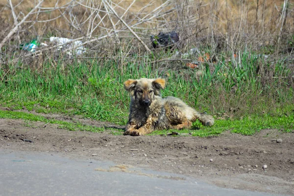 Zwerfhond Buiten — Stockfoto