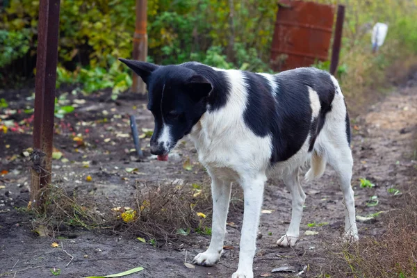 Açık havada başıboş bir köpek