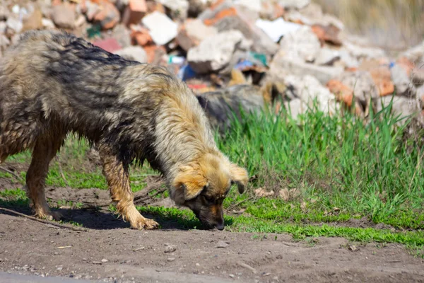 Açık havada başıboş bir köpek