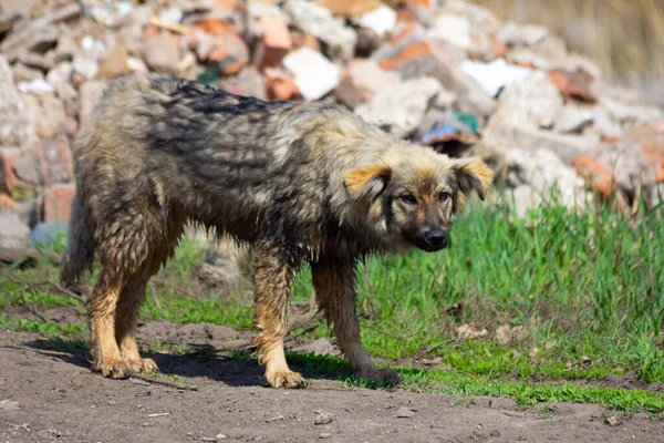 Açık havada başıboş bir köpek