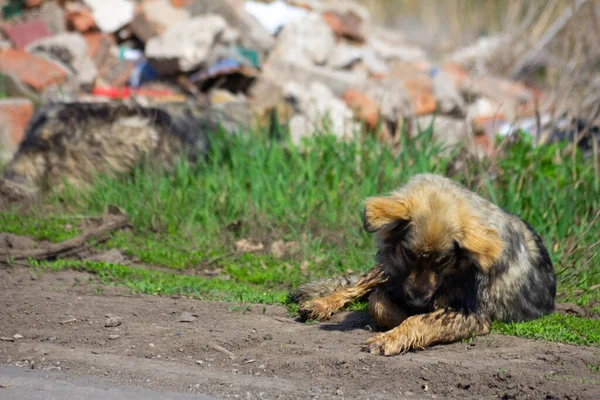 Açık havada başıboş bir köpek
