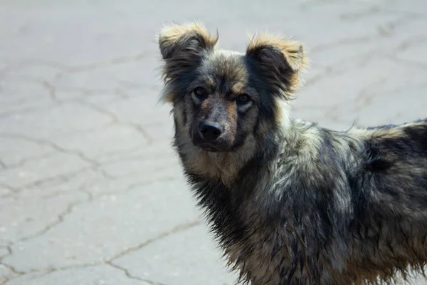 Açık havada başıboş bir köpek