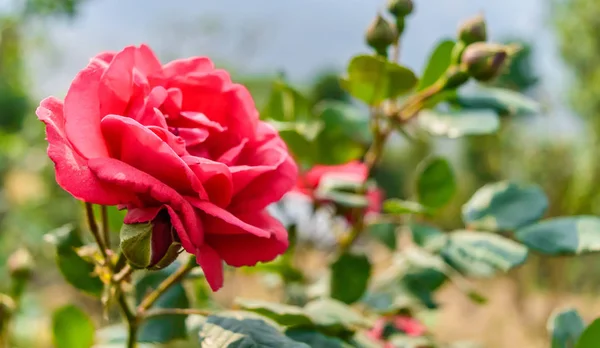 Abstract Van Roze Rose Bloem Knoppen Blad Zijn Achtergrond Het — Stockfoto