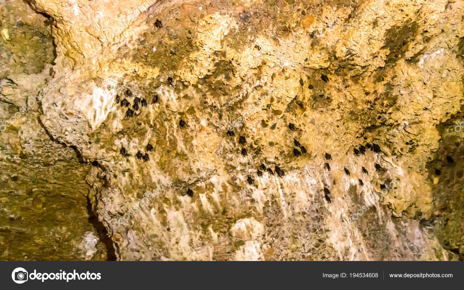 Millions Of Bats Hanging On The Cave Ceiling Bat Cave