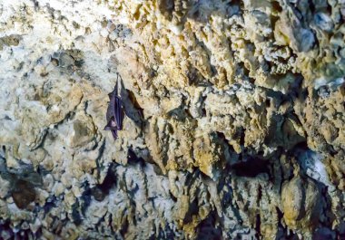 Yarasa Mağarası tavanda asılı milyonlarca: Bat Cave, Pokhara, Nepal