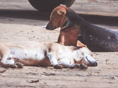 Hindistan 'da Kolkata, Güney Asya' da yaşayan Pure Breeds Native dog ya da Desi sokak köpeği olarak da bilinir. Sadık bir köpek dostu..