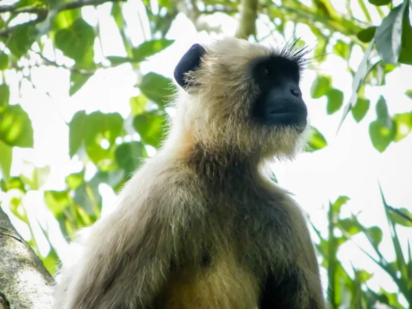Κοινή ινδική μαϊμού σε κλαδί δέντρου σε Bhadra καταφύγιο άγριας ζωής karnataka Ινδία. Φωτογραφία την καλοκαιρινή μέρα στο πράσινο φόντο της φύσης. — Φωτογραφία Αρχείου