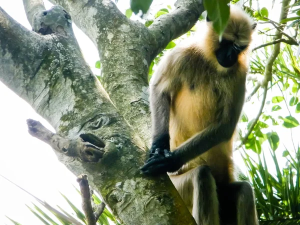 Κοινή ινδική μαϊμού σε κλαδί δέντρου σε Bhadra καταφύγιο άγριας ζωής karnataka Ινδία. Φωτογραφία την καλοκαιρινή μέρα στο πράσινο φόντο της φύσης. — Φωτογραφία Αρχείου