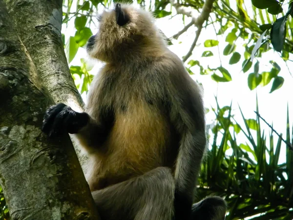 Mono indio común en rama de árbol en el santuario de vida silvestre Bhadra karnataka India. Fotografía en el día de verano en la naturaleza fondo verde . — Foto de Stock