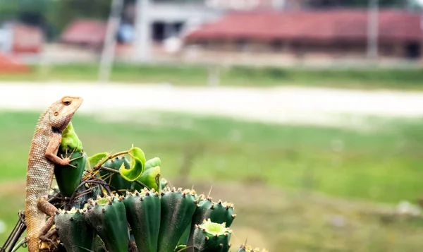 Camaleões ou camaleões (família Chamaeleonidae), um clado de lagartos do Velho Mundo. Tem a capacidade de mudar de cor. Extremo de perto . — Fotografia de Stock