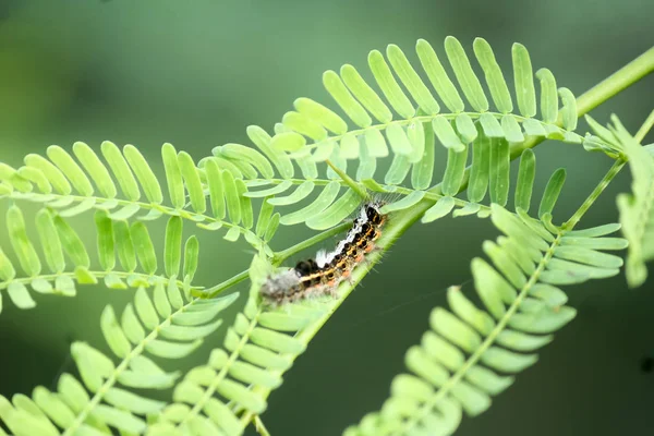 Poisonous Caterpillar (Lepidoptera) An insect in butterflies and moths family. Extreme close up. — Stock Photo, Image