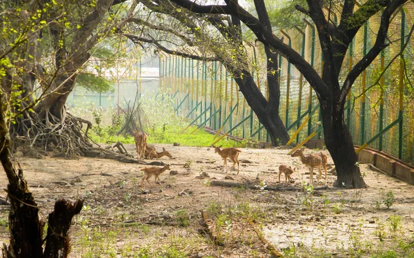 A herd of fallow deer or Chital ( hoofed ruminant mammals ��� Cervidae family) spotted in the midst Of picturesque greenery forest back drops. Bhadra Wildlife Sanctuary, Karnataka, Western Ghats, Indi — Stock Photo, Image