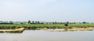 Agrarian Hindistan 'daki Tarım Alanı Manzarası. Muson sırasında geleneksel bir pirinç çiftliği ufku. Tipik tropikal yeşil arazi Hint tarım arazisi hasadı..