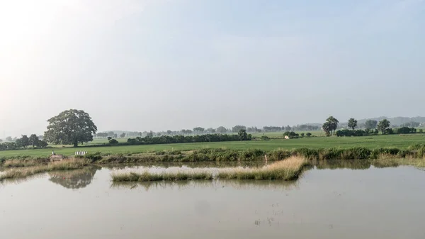Landschaft des landwirtschaftlichen Feldes im agrarischen Indien. eine traditionelle Reisfarm während des Monsuns. typische tropische grüne Landschaft Ernte indischer Agrarflächen. — Stockfoto