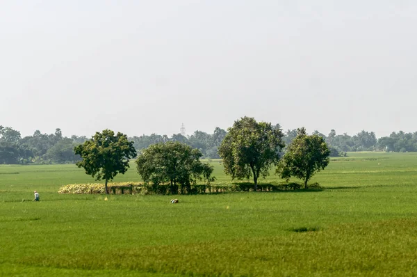 Δέντρα στο πράσινο λιβάδι της άνοιξης. Εξοχή Γεωπονικό υπόβαθρο τομέα. Γεωργία πρασινάδα γεμάτη με καλλιέργεια δημητριακών. Όμορφο φυσικό τοπίο. Καθαρός ουρανός το ηλιοβασίλεμα. Αγροτική Ινδία καλοκαιρινό τοπίο. — Φωτογραφία Αρχείου