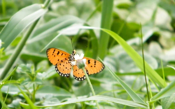 Метелик - метелик (Rhopalocera) Комаха на листках зелених рослин. Природа Блумс. — стокове фото