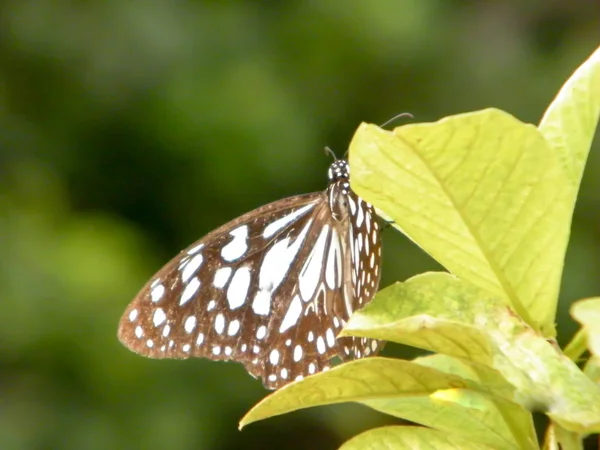 Papillon papillon nocturne (Rhopalocera) Insecte animal sur feuilles de plantes vertes. La nature fleurit . — Photo