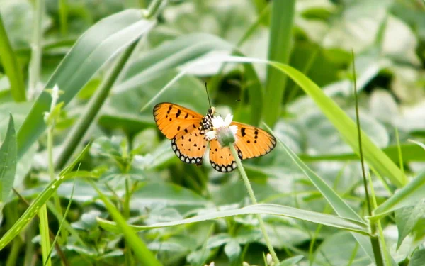 Borboleta de traça (Rhopalocera) Inseto animal em folhas de plantas verdes. Natureza Flores . — Fotografia de Stock