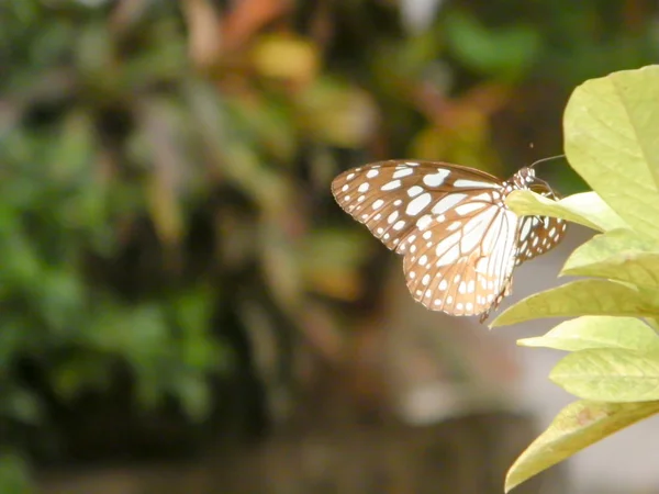 Papillon papillon nocturne (Rhopalocera) Insecte animal sur feuilles de plantes vertes. La nature fleurit . — Photo