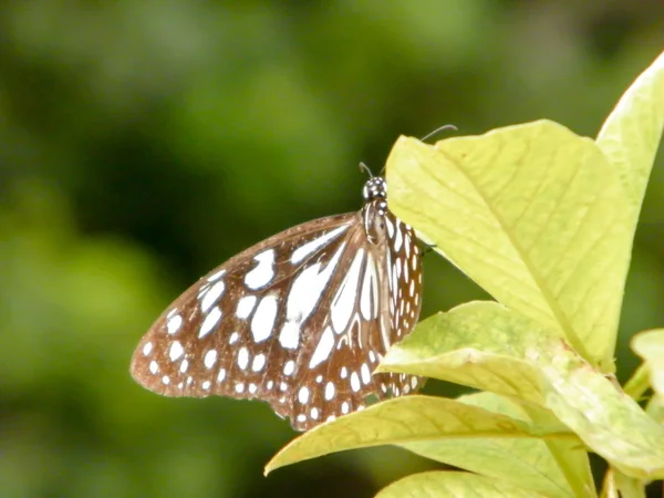 Papillon papillon nocturne (Rhopalocera) Insecte animal sur feuilles de plantes vertes. La nature fleurit . — Photo