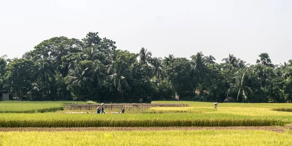 Arroz de arroz en el prado verde de primavera. Campo Campo Campo agrícola antecedentes. Agricultura verde con cultivo de cereales. Hermoso paisaje natural de un pueblo rural de la India en la hora de la puesta del sol de verano —  Fotos de Stock