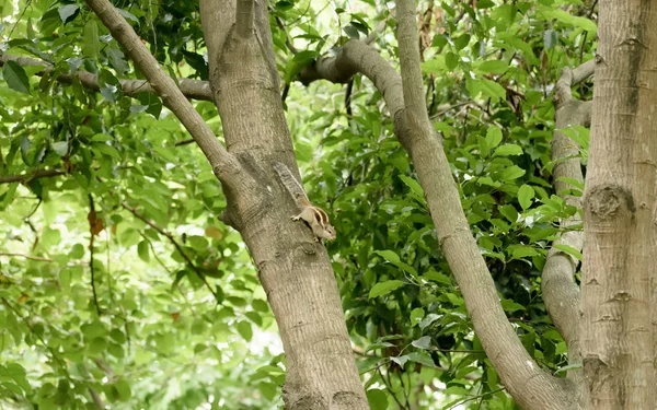 Een gestreepte knaagdieren marmotten eekhoorn (Sciuridae arboreal soorten vliegende eekhoorns familie) gespot op een boomstam op de jacht stemming. Dierlijk gedrag thema 's. Dieren in het wild achtergrond. — Stockfoto