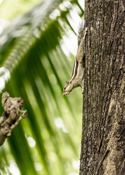 Ένα ριγέ τρωκτικά marmots σκίουρος σκίουρος σκίουρος (Sciuridae arboreal είδη των ιπτάμενων σκίουροι οικογένεια) εντοπίστηκε σε ένα κορμό δέντρο στο κυνήγι διάθεση. Θέματα συμπεριφοράς των ζώων. Ζώα σε άγρια κατάσταση. — Φωτογραφία Αρχείου