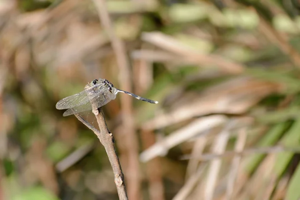 Dragonfly or Damselfly insect - Odonata infraorder Anisoptera of grasshopper family with multifaceted eyes, strong pairs, transparent patched wings. Wild Animal themes and behavior. Nature background. — Stock Photo, Image