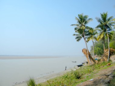 Bengal Körfezi yakınlarındaki Ganges nehir kıyısı bölgesi. Nehir havzasının kıyısında hindistan cevizi palmiyeleri. Akşamleyin. Hindistan 'ın huzurlu, kırsal bir balıkçı köyü geçmişi. Sundarbans Mohona, Batı Bengal Hindistan.