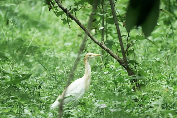 Grande plumagem branca leitosa Egret Heron de pé em uma zona húmida em fundo folhas verdes. É uma espécie de ave da família Crane com pescoço longo e bico amarelo. Kumarakom Bird Sanctuary, Kerala, Índia, Ásia — Fotografia de Stock