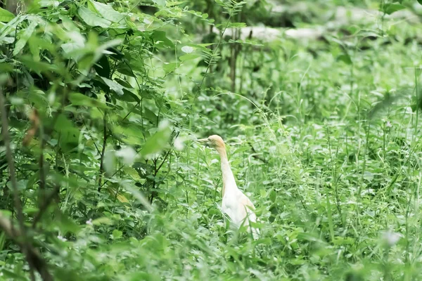 Grote melkachtige witte verenkleed Egret Heron staan in een wetland in groene bladeren achtergrond. Het is een soort Kraanvogel familie met lange nek en gele snavel. Kaundinya Vogelreservaat, Andhra Pradesh India — Stockfoto