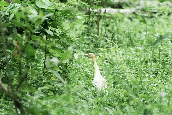 Grote melkachtige witte verenkleed Egret Heron staan in een wetland in groene bladeren achtergrond. Het is een soort Kraanvogel familie met lange nek en gele snavel. Chilika Lake Bird Sanctuary, Orissa, India — Stockfoto