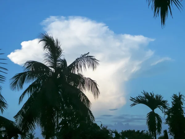 Dramatische blauwe lucht in zonsondergang tijd met zwevende pluizige wolken. Zonlicht reflectie van achter het maken van kokosnoot palmboom silhouet. Schoonheid in de natuur. Hoge top natuurlijke achtergrond. Kopieer ruimte voor tekst — Stockfoto