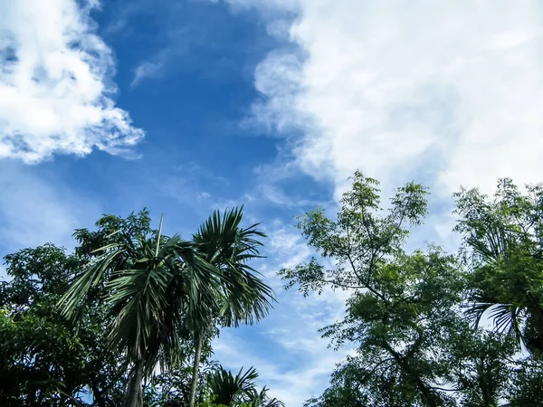 Dramático cielo azul al atardecer con nubes flotantes y esponjosas. Reflejo de la luz del sol desde la parte posterior haciendo silueta de palmera de coco. La belleza en la naturaleza. Alto fondo natural superior. Espacio de copia para texto — Foto de Stock