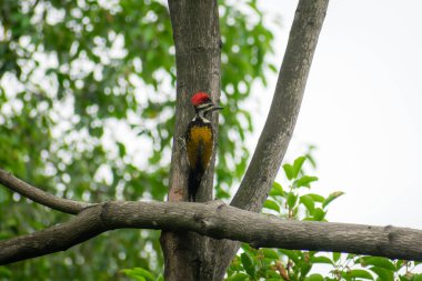 Juvenile Greater Pileated Woodpecker (dryocopus lineatus) orman ormanlarının ağaç gövdesinde görüldü. Kırmızı ibikli, boynunda siyah beyaz çizgili bir kuş. Atapaka Kuş Sığınağı Andhra Prades