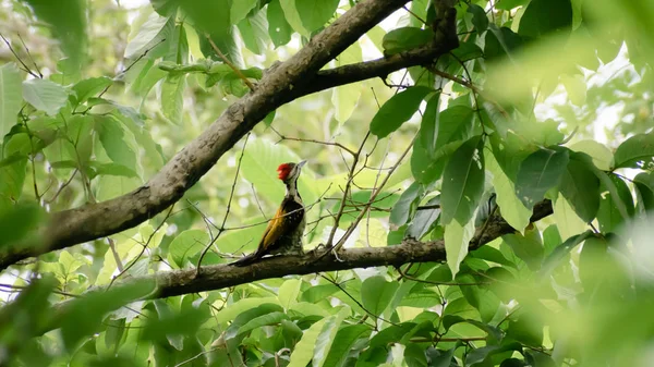 Juvenile Greater Pileated Woodpecker (dryocopus lineatus) spotted in tree trunk of forest woodland. A bird with red crest and black and white stripes on face neck. Kumarakom Bird Sanctuary Kerala Indi — Stock Photo, Image