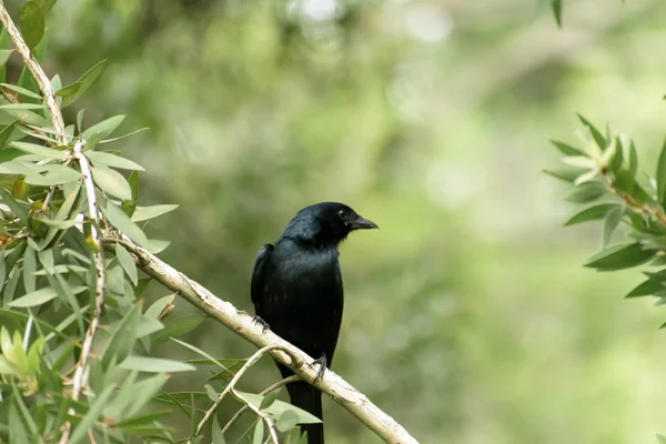 Greater long forked racket tail Spangled Drongo (Chaetorhynchus papuensis), a Dicruridae passerine birds with glossy black fantail plumage spotted in forest tree branch. Okhla Sanctuary Uttar Pradesh — Stock Photo, Image