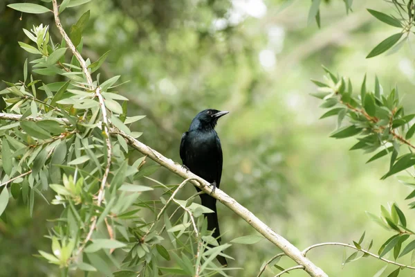 Greater long forked racket tail Spangled Drongo (Chaetorhynchus papuensis) a Dicruridae passerine birds with glossy black fantail plumage spotted in forest tree branch. Bakhira Sanctuary Uttar Pradesh — Stock Photo, Image