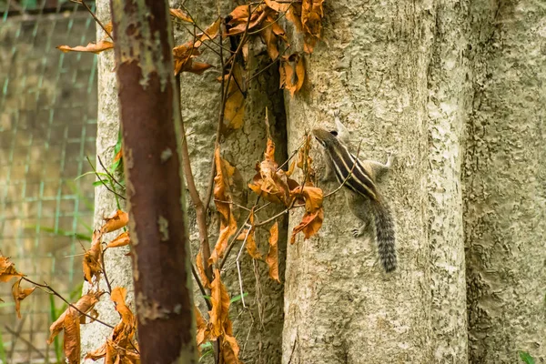 Un pequeño lindo rayas roedores marmotas ardillas ardilla manchada escalando un tronco de árbol en el área silvestre selva tropical. Animales en la naturaleza temas de comportamiento. Animales salvajes con fondo otoñal . —  Fotos de Stock