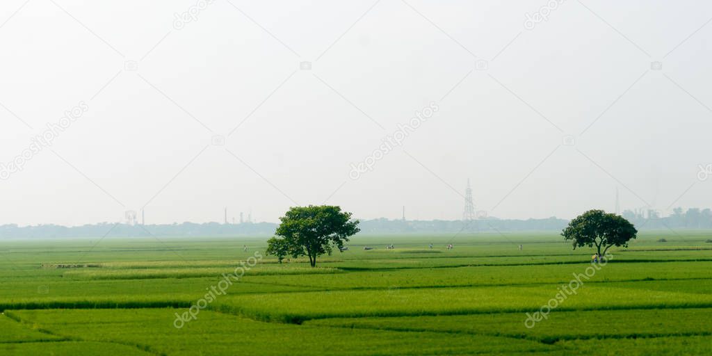 One Big Banyan tree in meadow. Solitary and Alone. Landscape scenery of a tropical Indian agricultural farmland in early summer. Greener Cities For A Cooler Planet. Environmental Conservation concept.