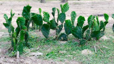 Hindistan Barbar incirli dikensiz armut kaktüsü (Opuntia ficus-indica), kurak ve yarı kurak iklim bölgesinde tarım alanında yetiştirilen evcilleştirilmiş ekin bitkisi. Bitkinin adı Nopal ve meyvenin adı Ton Balığı.