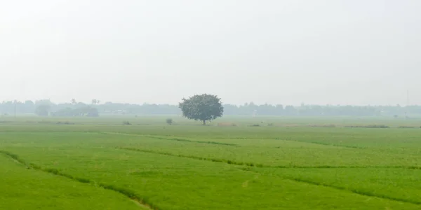 Ein einsamer Baum auf einer grünen Wiese in ländlicher Landschaft im Sommer. Einsamkeit und Einsamkeit. Umweltschutz-Hintergrund. Bäume pflanzen rettet Planet Erde Leben Umweltkonzept. — Stockfoto