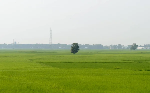 En ensam ensam träd på en grön äng på landsbygden sommar bakgrund. Ensamhet och ensamhet. Miljövårdsbakgrund. Växtträd rädda planeten jorden liv miljö Begreppet. — Stockfoto