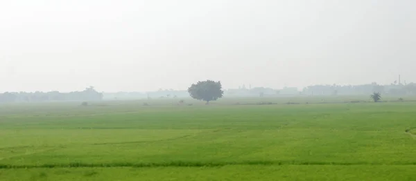 乡村夏日的背景下，一棵孤零零的树在一片绿茵的草地上。 孤独和孤独。 环境保护背景。 植物树拯救地球生命环境概念. — 图库照片