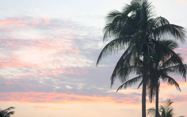 椰子树在戏剧性的红色日落天空背景的轮廓。 黄昏云彩背景下的热带树梢. 暑假旅游对异国情调艺术设计元素的概念. 果阿印度 — 图库照片