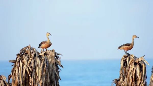 Dois pequenos patos assobiadores indianos (Dendrocygna javanica), uma árvore que nidifica aves aquáticas de zonas húmidas com pescoço longo marrom e pernas de bico cinza escuro manchadas sentadas em folhas secas. Lago Chilika Orissa Índia Ásia — Fotografia de Stock