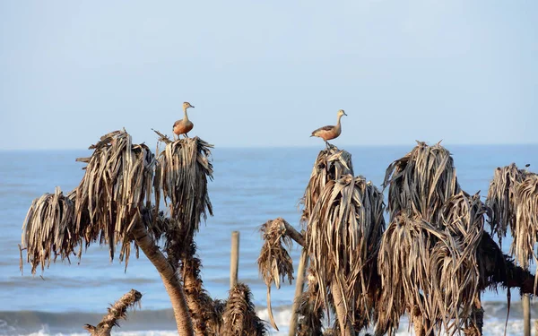 Dois pequenos patos assobiadores indianos (Dendrocygna javanica), uma árvore que nidifica aves aquáticas de zonas húmidas com pescoço longo marrom e pernas de bico cinza escuro manchadas sentadas em folhas secas. Parque Nacional Keoladeo Rajasthan — Fotografia de Stock