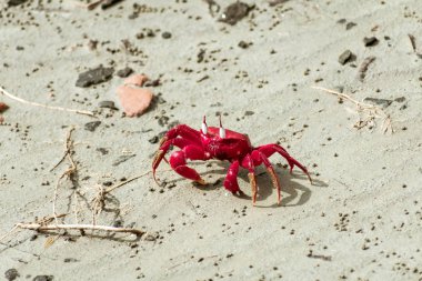 Christmas Island kırmızı yengeci (Gecarcoidea natalis), Hint Okyanusu 'ndaki Cocos (Keeling) ve Gecarcinidae adalarına özgü bir Brachyura kara yengeci..